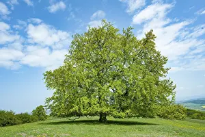 Central Europe Forest Scene Prints: Common beech (Fagus sylvatica)