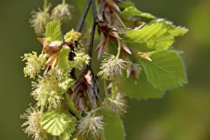 North Rhine Westphalia Trees Prints: Common beech (Fagus sylvatica)