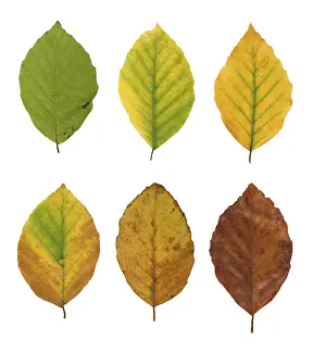 Beech Tree Leaves Prints: Common beech (Fagus sylvatica)