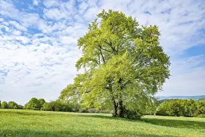 Fagus Sylvatica Image Prints: Common beech (Fagus sylvatica)