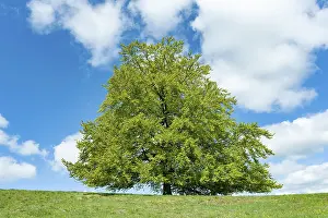 Central Europe Forests Prints: Common beech (Fagus sylvatica)