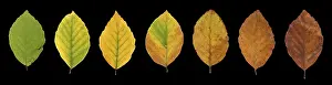 Autumn Mood Prints: Common beech (Fagus sylvatica)