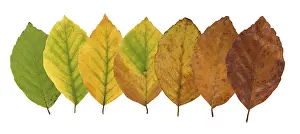 European Beeches Prints: Common beech (Fagus sylvatica)