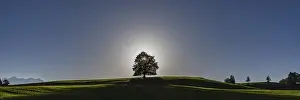East Allgau Scenery Prints: Common beech (Fagus sylvatica)
