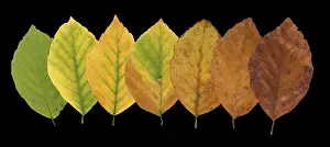 Central Europe Trees Prints: Common beech (Fagus sylvatica)