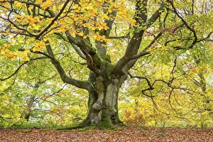 Fagus Sylvatica Prints: Common beech (Fagus sylvatica)