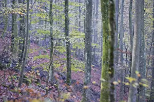 Central Europe Trees Prints: Common beech (Fagus sylvatica)