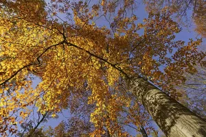 German Nature Prints: Common beech (Fagus sylvatica)