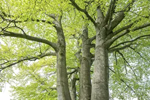 Fagaceae Family Tree Prints: Common beech (Fagus sylvatica)