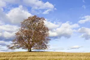 Cloudy Sky Scenery Prints: Common beech (Fagus sylvatica)