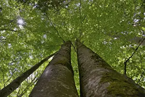 Fresh Green Leaves Prints: Common beech (Fagus sylvatica)