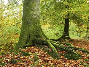 Deciduous Tree Roots Prints: Common beech (Fagus sylvatica)