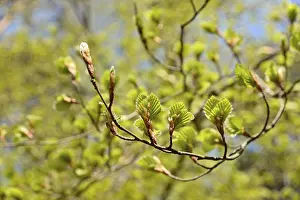 Common Beech Prints: Common beech (Fagus sylvatica)