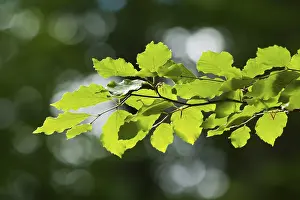 Backlit Nature Photography Prints: Common beech (Fagus sylvatica)