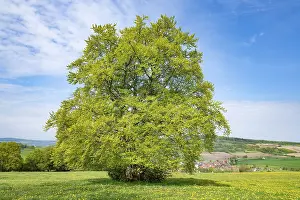 Solitary Tree Prints: Common beech (Fagus sylvatica)