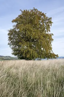 Central Europe Trees Prints: Common beech (Fagus sylvatica)