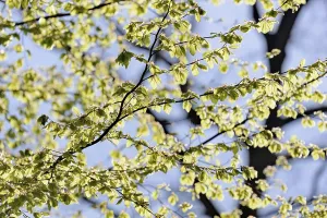 Central Europe Trees Prints: Common beech (Fagus sylvatica)