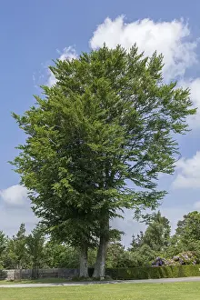 Fagaceae Family Tree Prints: Common beech (Fagus sylvatica)