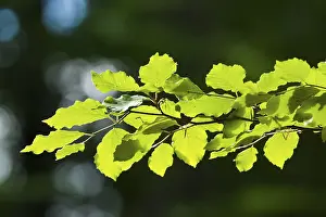Backlit Nature Photography Prints: Common beech (Fagus sylvatica)