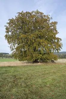 Common Beech Tree Prints: Common beech (Fagus sylvatica)