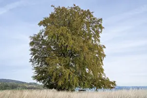 Central Europe Trees Prints: Common beech (Fagus sylvatica)