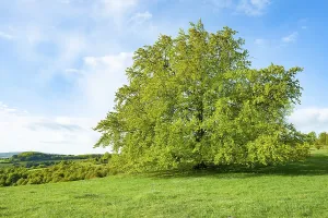 Central Europe Trees Prints: Common beech (Fagus sylvatica)