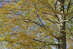 Low Angle View Photography Prints: Common beech (Fagus sylvatica)