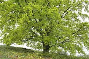 European Beeches Prints: Common beech (Fagus sylvatica)