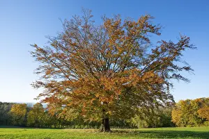 Central Europe Landscape Prints: Common beech (Fagus sylvatica)