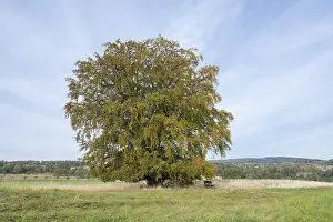 Thuringia Germany Prints: Common beech (Fagus sylvatica)
