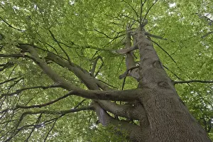 Central Europe Trees Prints: Common beech (Fagus sylvatica)