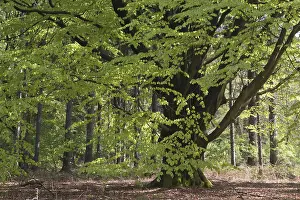 Central Europe Nature Prints: Common beech (Fagus sylvatica)