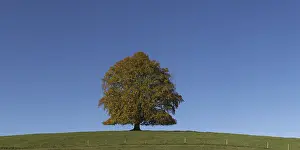 Deciduous Trees Europe Prints: Common beech (Fagus sylvatica)