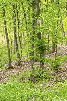 Central Europe Trees Prints: Common beech (Fagus sylvatica) forest in spring