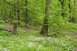 Common Beech Germany Prints: Common beech (Fagus sylvatica) forest in spring