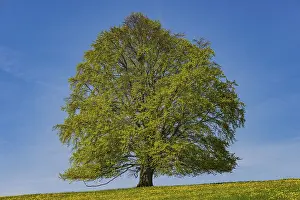 European Beeches Prints: Common beech (Fagus sylvatica) in spring