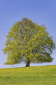 Blue Sky Springtime Prints: Common beech (Fagus sylvatica) in spring