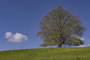 Central Europe Deciduous Trees Prints: Common beech (Fagus sylvatica) in spring