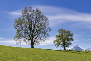 European Beech Trees Prints: Common beeches (Fagus sylvatica) in spring