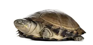 Plain Colored Background Animal Prints: Common box turtle, isolated on white