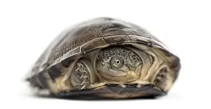 Studio Shot Of A Turtle Prints: Common box turtle, isolated on white
