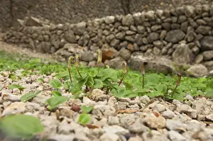 Balearic Islands Nature Prints: Common cap-aroon, common monk's cap