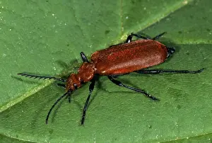 Natural Environments Animals Prints: Common cardinal beetle, fire beetle