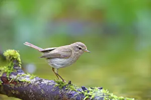 Phylloscopus Collybita Prints: Common chiffchaff (Phylloscopus collybita) Solms