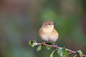 Phylloscopus Collybita Prints: Common chiffchaff or (Phylloscopus collybita) Solms