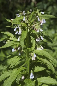 Complementary Medicine Prints: Common comfrey