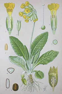 Yellow Spring Flowers Europe Prints: Common cowslip (Primula veris)