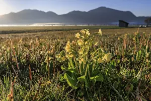 Primula Veris Prints: Common cowslip (Primula veris)