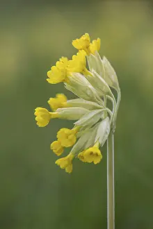Primula Veris Germany Prints: Common cowslip (Primula veris), Thuringia, Germany