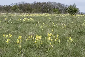 German Spring Flowers Prints: Common cowslip (Primula veris), Thuringia, Germany